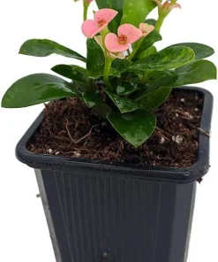 Rhea Crown of Thorns Live Plant – Pink Euphorbia – 2.5" Pot – Easy Care Houseplant - Image 2