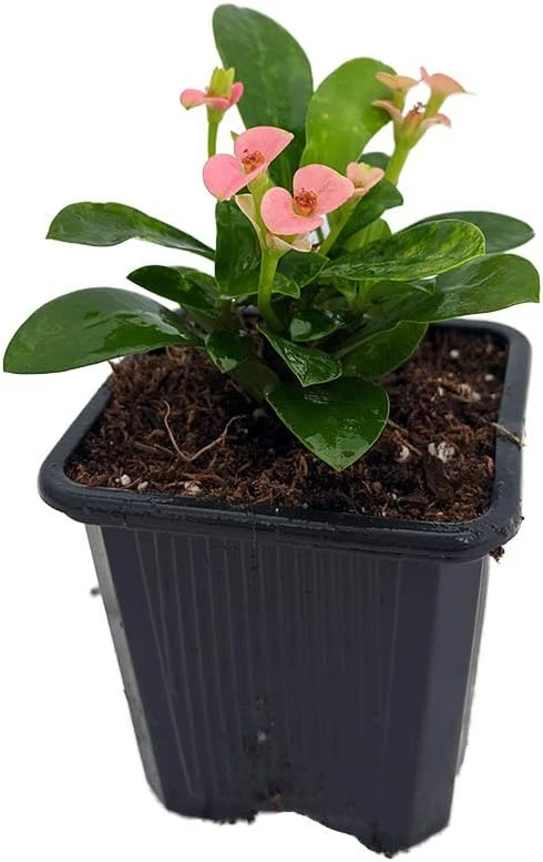 Rhea Crown of Thorns Live Plant – Pink Euphorbia – 2.5" Pot – Easy Care Houseplant - Image 2