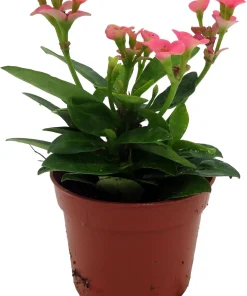 Rhea Crown of Thorns Live Plant – Pink Euphorbia – 2.5
