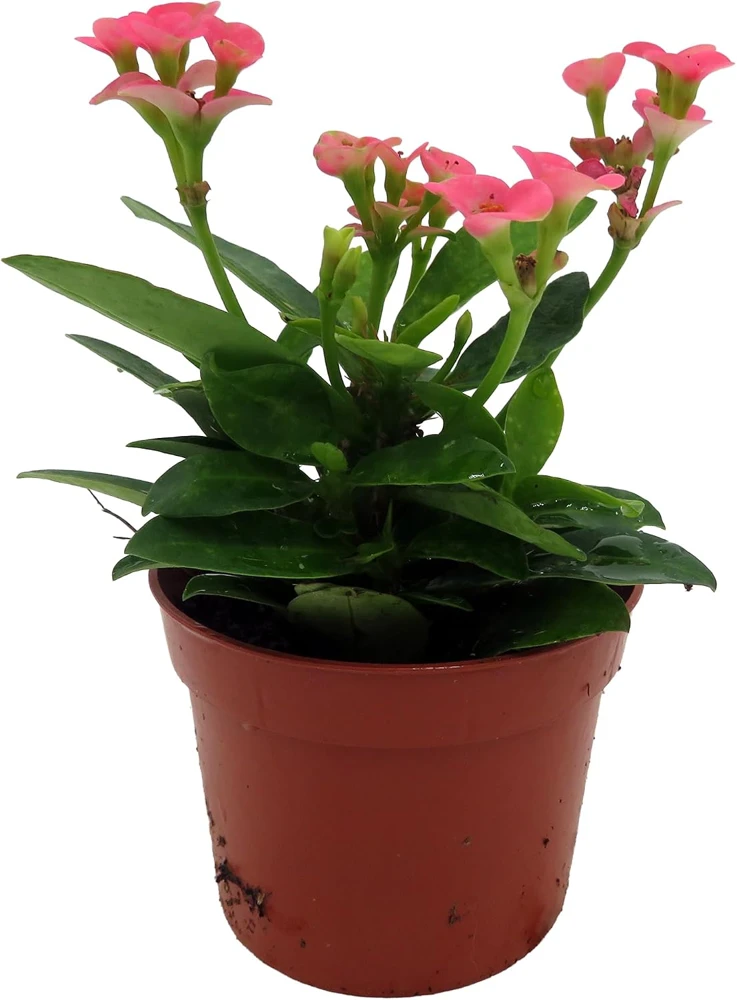 Rhea Crown of Thorns Live Plant – Pink Euphorbia – 2.5" Pot – Easy Care Houseplant - Image 3
