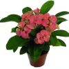 Rhea Crown of Thorns Live Plant – Pink Euphorbia – 2.5" Pot – Easy Care Houseplant - Image 1