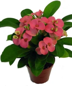 Rhea Crown of Thorns Live Plant – Pink Euphorbia – 2.5