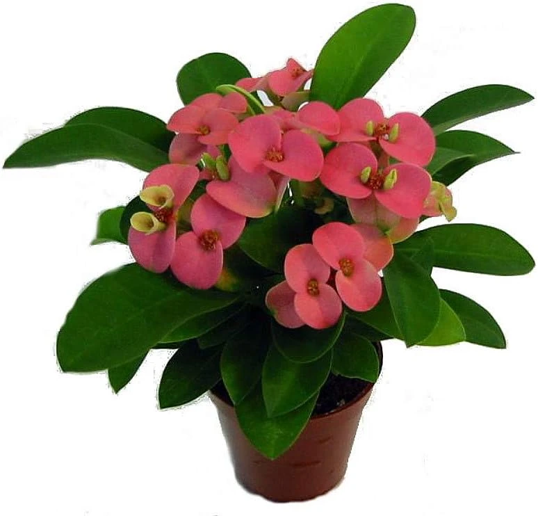 Rhea Crown of Thorns Live Plant – Pink Euphorbia – 2.5" Pot – Easy Care Houseplant - Image 1