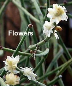 Rhipsalis Drunkard's Dream Cactus Live Plant – 2 Pack – 2 inch Pots – Indoor Succulent - Image 2