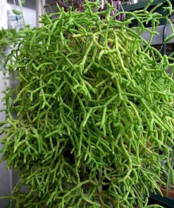 Rhipsalis Drunkard's Dream Cactus Live Plant – 2 Pack – 2 inch Pots – Indoor Succulent - Image 3