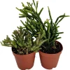 Rhipsalis Drunkard's Dream Cactus Live Plant – 2 Pack – 2 inch Pots – Indoor Succulent - Image 1