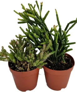 Rhipsalis Drunkard's Dream Cactus Live Plant – 2 Pack – 2 inch Pots – Indoor Succulent - Image 1