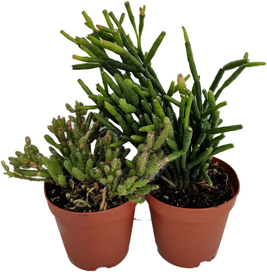 Rhipsalis Drunkard's Dream Cactus Live Plant – 2 Pack – 2 inch Pots – Indoor Succulent - Image 1