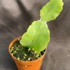 Rhipsalis Elliptica Live Plant - Unique Jungle Cactus, Rooted in 2" Pot - Image 1