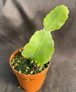 Rhipsalis Elliptica Live Plant - Unique Jungle Cactus, Rooted in 2" Pot - Image 1