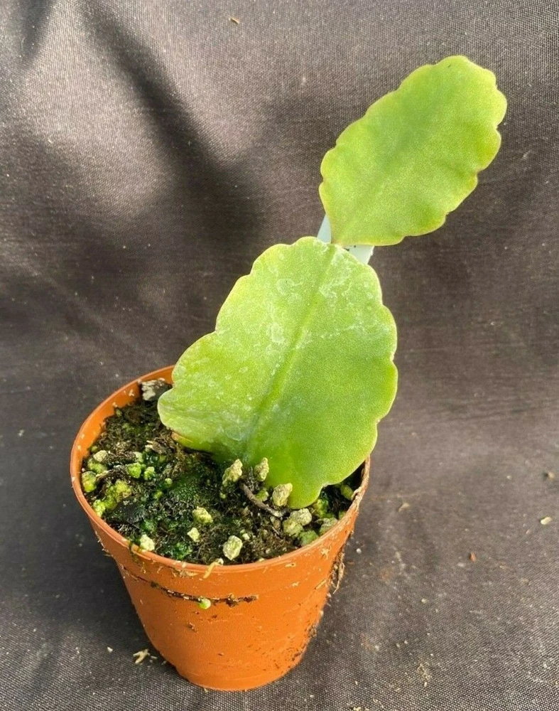 Rhipsalis Elliptica Live Plant - Unique Jungle Cactus, Rooted in 2" Pot - Image 1