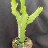 Rhipsalis Houlletiana Live Plant - Jungle Cactus in 2" Pot, Two Rooted Plants - Image 1
