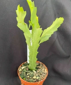 Rhipsalis Houlletiana Live Plant - Jungle Cactus in 2" Pot, Two Rooted Plants - Image 1