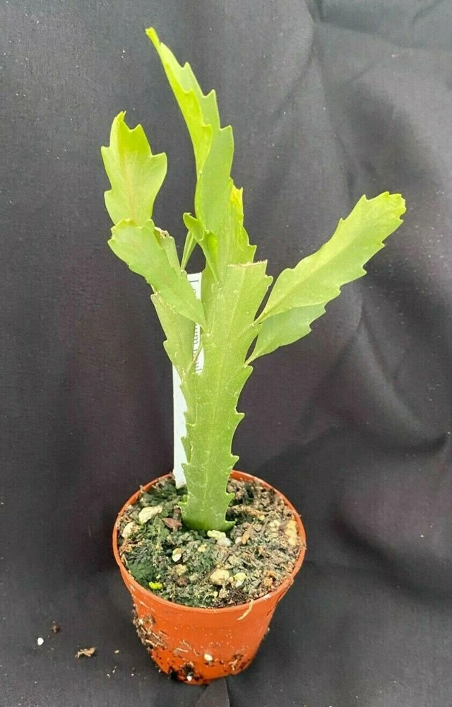 Rhipsalis Houlletiana Live Plant - Jungle Cactus in 2" Pot, Two Rooted Plants - Image 1