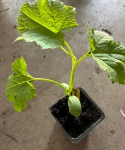 Ridge Gourd Luffa Live Plant – Organic 4 inch Pot – Edible & Sponge - Image 2