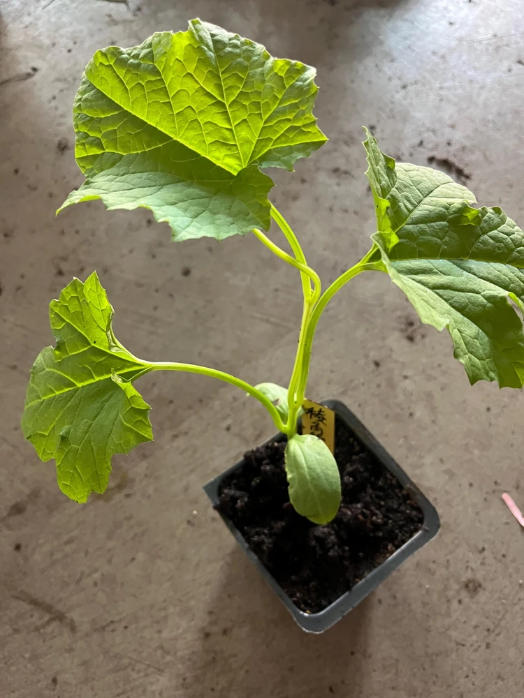 Ridge Gourd Luffa Live Plant – Organic 4 inch Pot – Edible & Sponge - Image 2