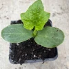 Ridge Gourd Luffa Live Plant – Organic 4 inch Pot – Edible & Sponge - Image 1
