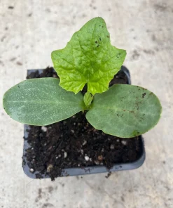Ridge Gourd Luffa Live Plant – Organic 4 inch Pot – Edible & Sponge - Image 1
