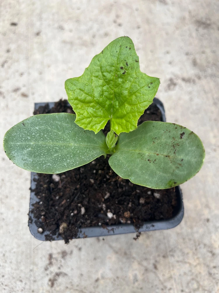 Ridge Gourd Luffa Live Plant – Organic 4 inch Pot – Edible & Sponge - Image 1