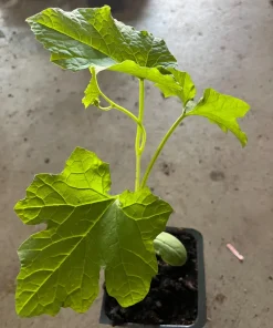 Ridge Gourd Luffa Live Plant – Organic 4 inch Pot – Edible & Sponge - Image 3