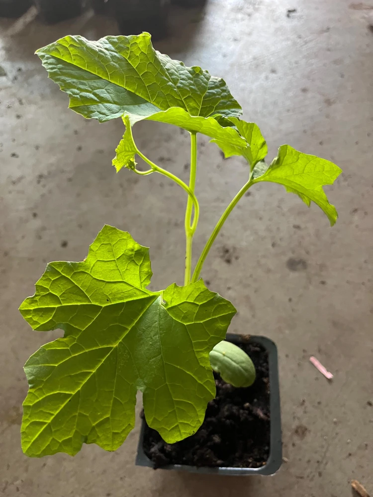 Ridge Gourd Luffa Live Plant – Organic 4 inch Pot – Edible & Sponge - Image 3