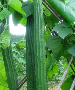 Ridge Gourd Luffa Live Plant – Organic 4 inch Pot – Edible & Sponge - Image 4
