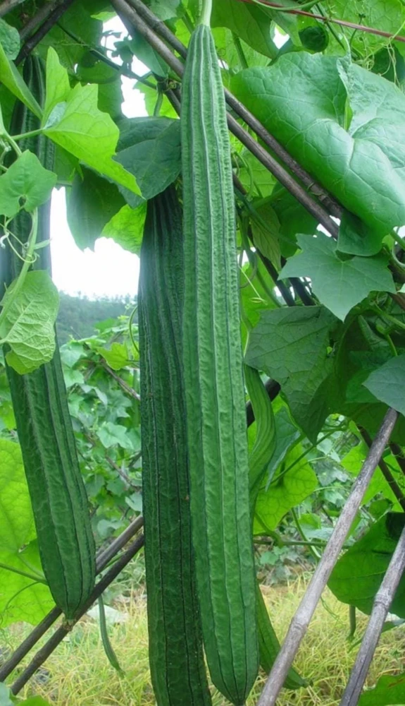 Ridge Gourd Luffa Live Plant – Organic 4 inch Pot – Edible & Sponge - Image 4