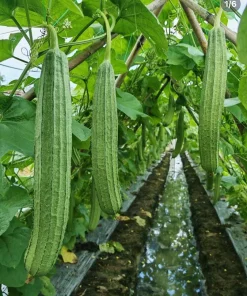 Ridge Gourd Luffa Live Plant – Organic 4 inch Pot – Edible & Sponge - Image 5