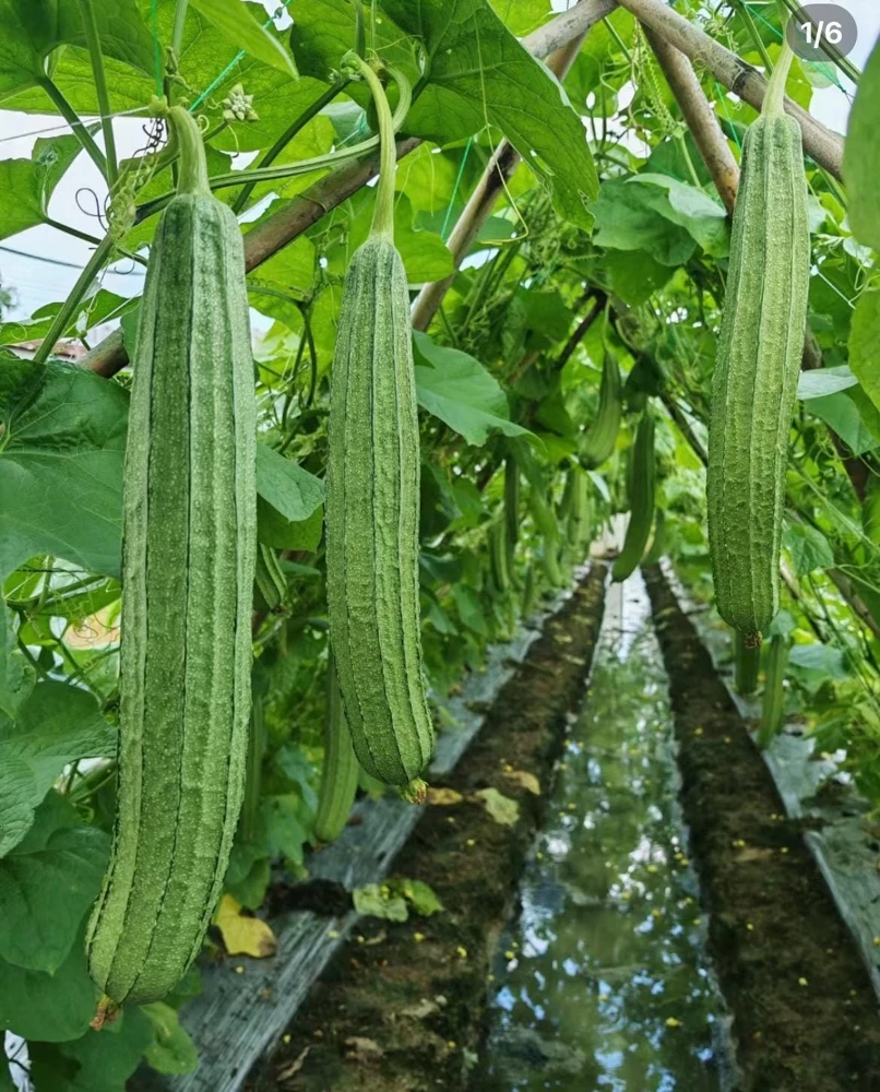 Ridge Gourd Luffa Live Plant – Organic 4 inch Pot – Edible & Sponge - Image 5