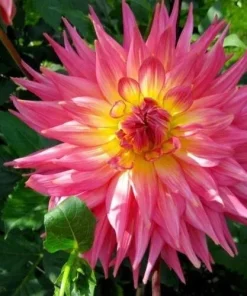 Ring of Fire Dahlia Seeds - Rare Perennial Flower Seeds - 20 Count - Outdoor Full Sun - Image 2