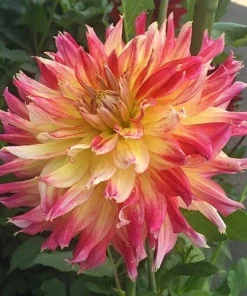 Ring of Fire Dahlia Seeds - Rare Perennial Flower Seeds - 20 Count - Outdoor Full Sun - Image 3