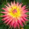 Ring of Fire Dahlia Seeds - Rare Perennial Flower Seeds - 20 Count - Outdoor Full Sun - Image 1