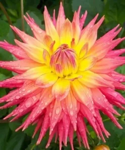 Ring of Fire Dahlia Seeds - Rare Perennial Flower Seeds - 20 Count - Outdoor Full Sun - Image 1