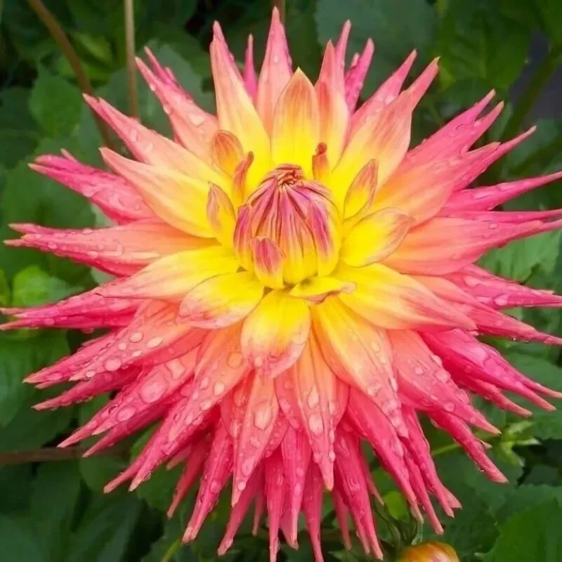 Ring of Fire Dahlia Seeds - Rare Perennial Flower Seeds - 20 Count - Outdoor Full Sun - Image 1