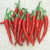 Ring of Fire Pepper Seeds - 20 Seeds - Hot Cayenne Type - Garden & Patio - Image 1