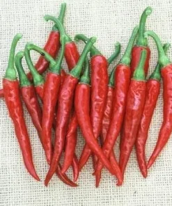 Ring of Fire Pepper Seeds - 20 Seeds - Hot Cayenne Type - Garden & Patio - Image 1