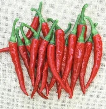 Ring of Fire Pepper Seeds - 20 Seeds - Hot Cayenne Type - Garden & Patio - Image 1