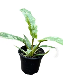 Ring of Fire Philodendron Live Plant - 4" Pot - Indoor Houseplant - Image 2