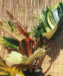 Ring of Fire Philodendron Live Plant - 4