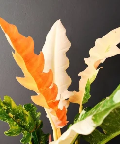 Ring of Fire Philodendron Live Plant - 4