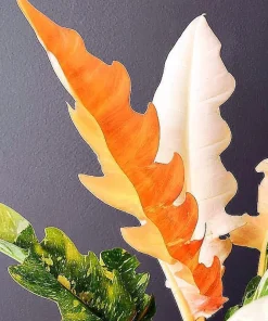 Ring of Fire Philodendron Live Plant - 4