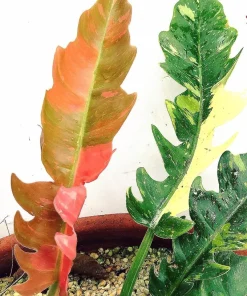 Ring of Fire Philodendron Live Plant - 4