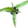 Ring of Fire Philodendron Live Plant - 4" Pot - Indoor Houseplant - Image 1
