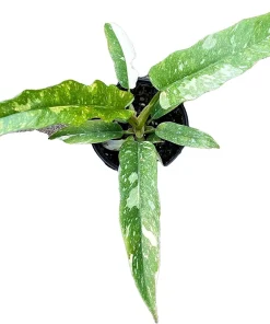 Ring of Fire Philodendron Live Plant - 4
