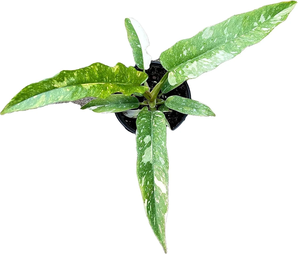 Ring of Fire Philodendron Live Plant - 4" Pot - Indoor Houseplant - Image 1