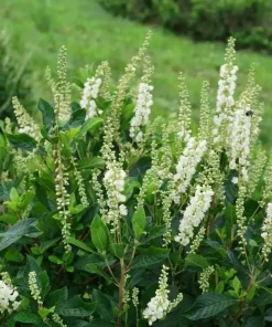 Ripple Effect Summersweet Live Plant - Clethra alnifolia - 4" Pot - Fragrant White Flowers - Image 2