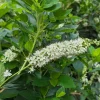 Ripple Effect Summersweet Live Plant - Clethra alnifolia - 4" Pot - Fragrant White Flowers - Image 1