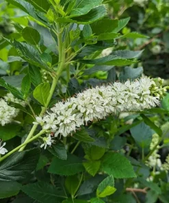 Ripple Effect Summersweet Live Plant - Clethra alnifolia - 4