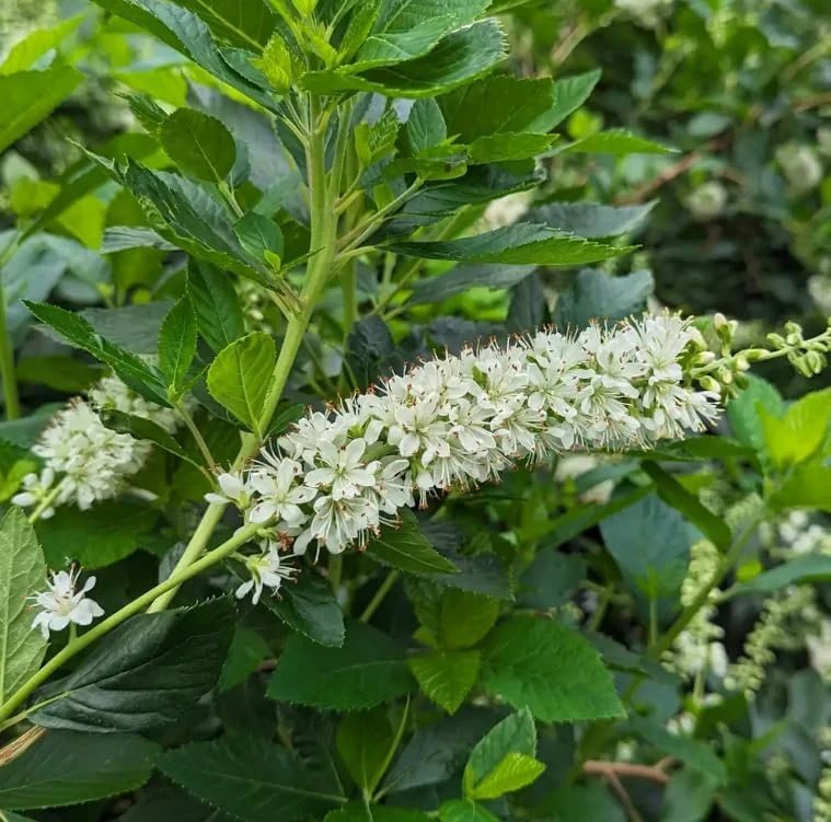 Ripple Effect Summersweet Live Plant - Clethra alnifolia - 4" Pot - Fragrant White Flowers - Image 1