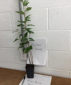 River Birch Multi-Stem Tree Live Plant - Betula nigra - 1 Qt. Pot, 12-18
